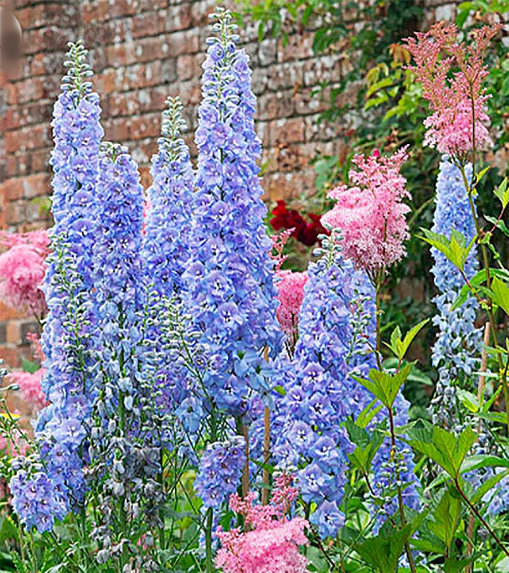 Marde Ross Blue Bell Delphinium seeds ideal for planned borders.