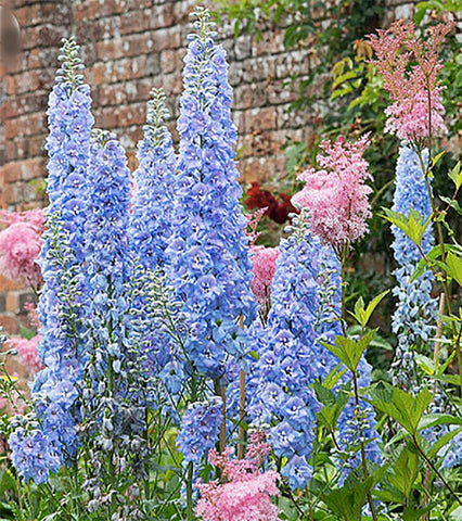 Marde Ross Blue Bell Delphinium seeds ideal for planned borders.
