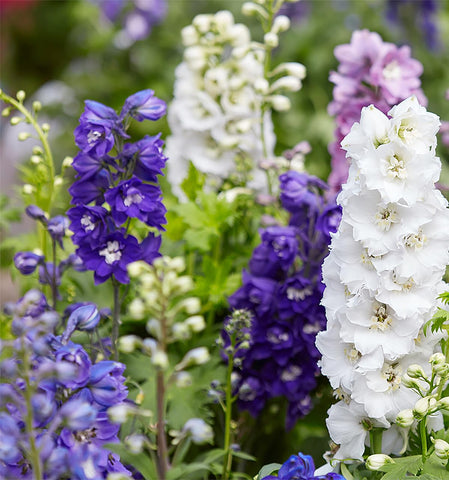 Guided stratification helps boost delphinium seed germination