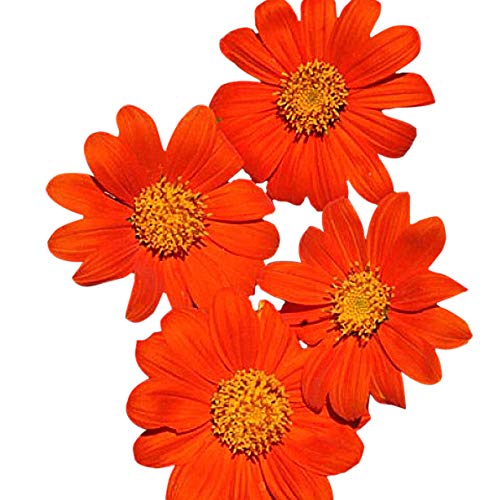 Marde Ross direct sow Mexican Sunflower seeds on soil for tall, dramatic height in beds.