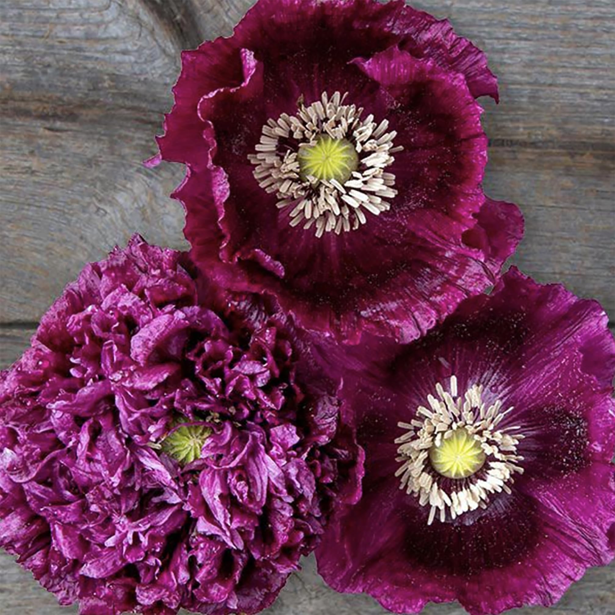 Marde Ross direct sowing-friendly poppy seeds for easy planting