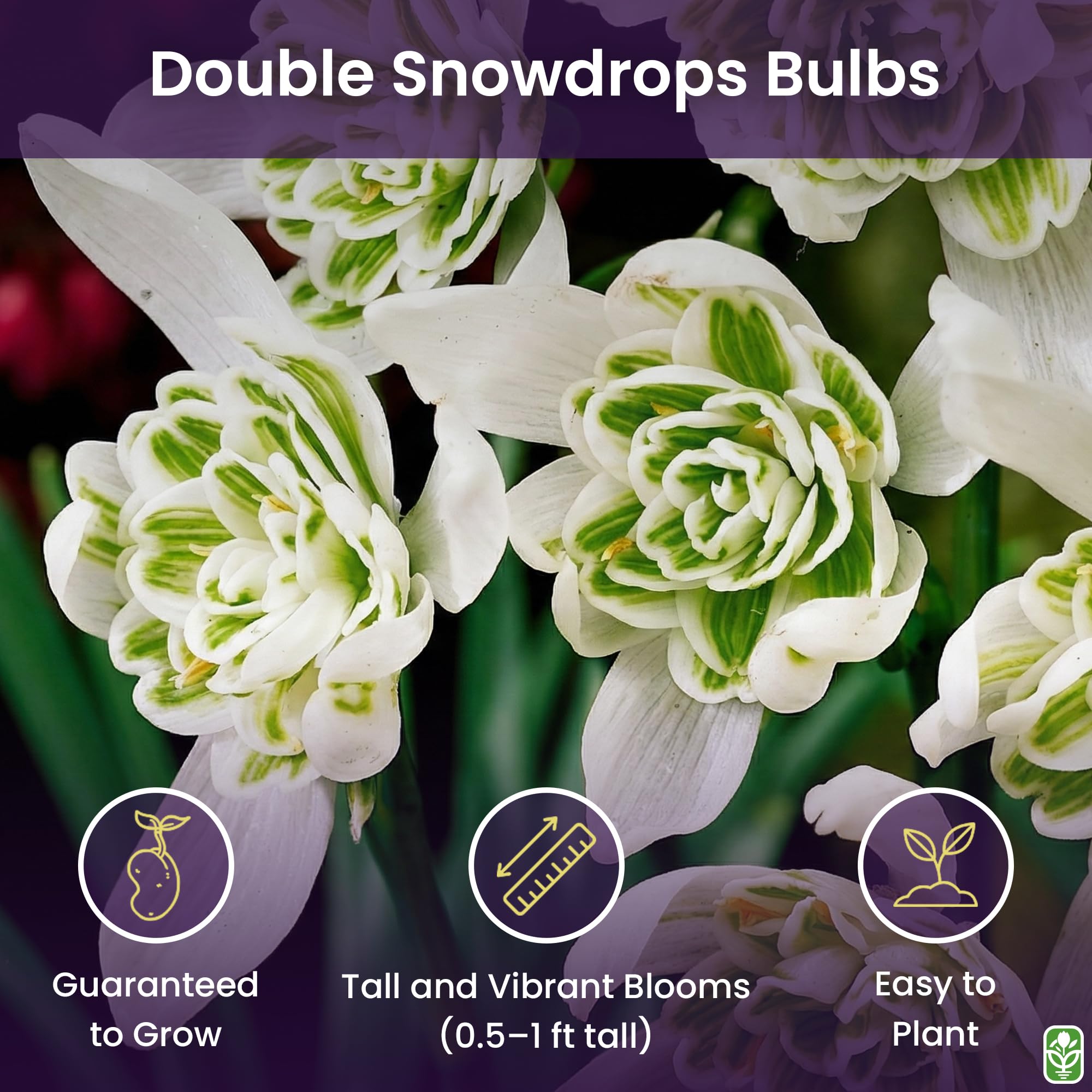 Marde Ross & Company double snowdrops blooming in late winter for a bright partial shade display