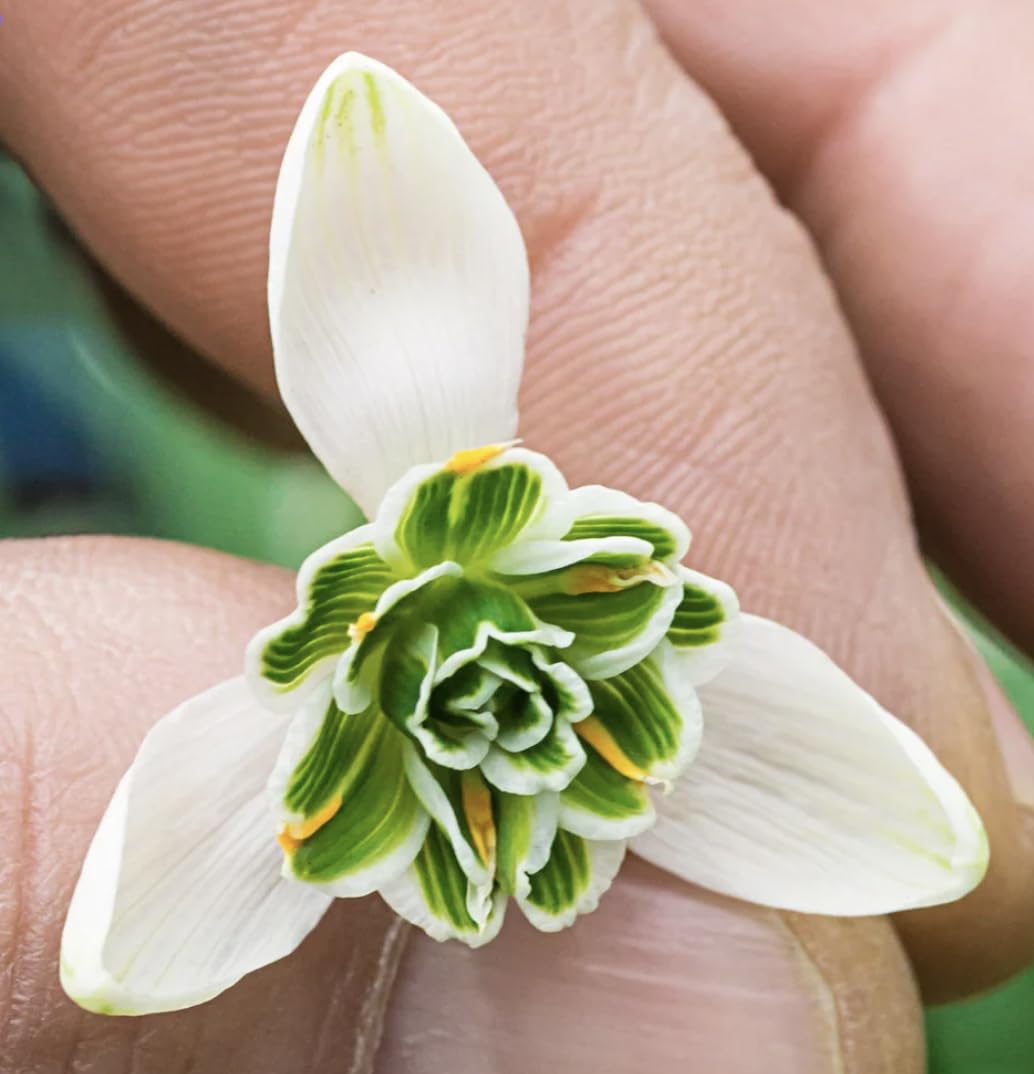 Marde Ross & Company double snowdrops bulbs in pots for early color in shade