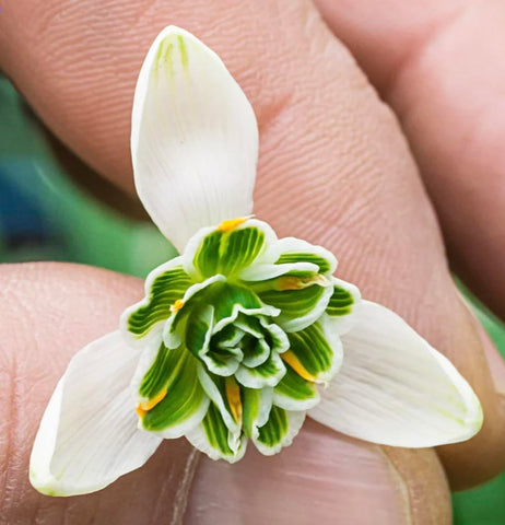 Marde Ross & Company double snowdrops bulbs in pots for early color in shade