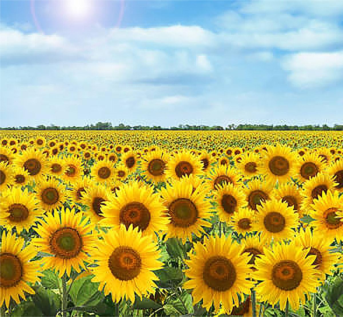 Marde Ross & Company Double Sun sunflowers 7-9 inch blooms for borders.