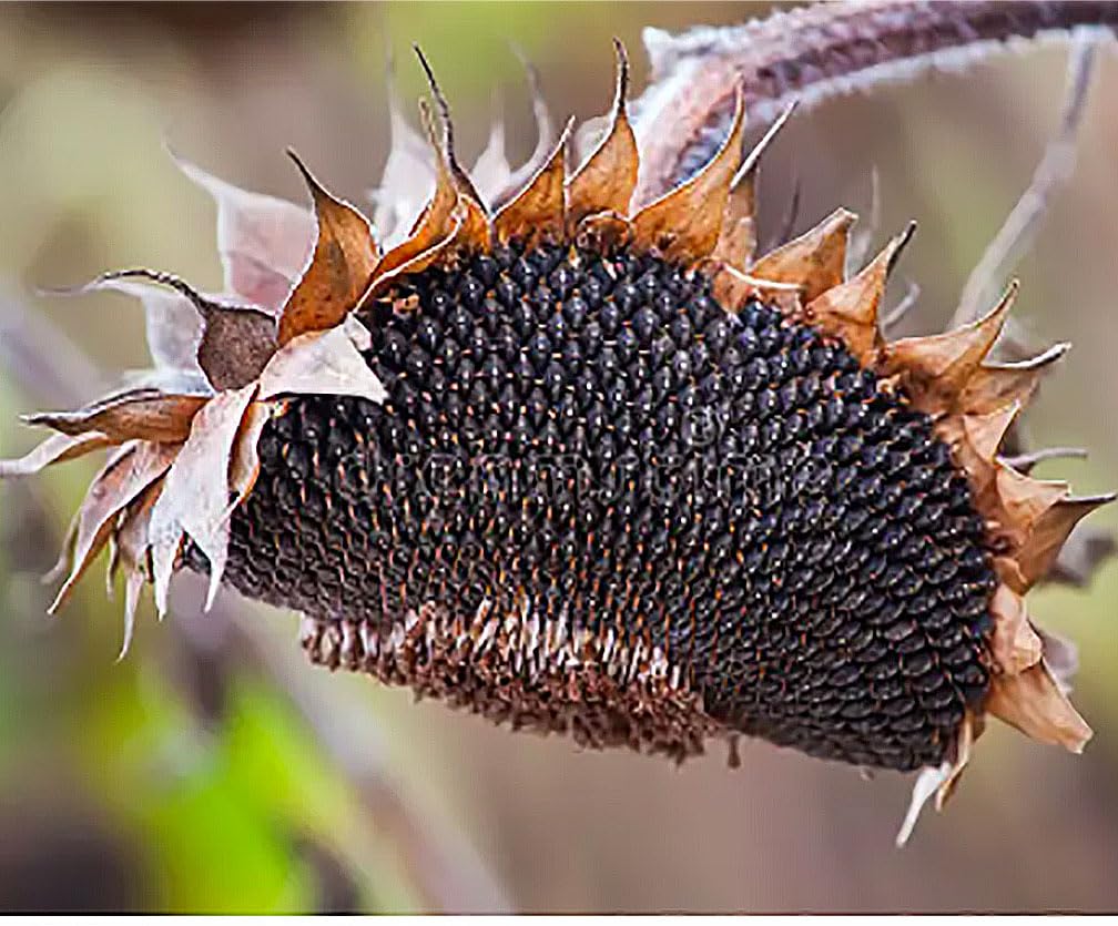 Marde Ross & Company Double Sun sunflowers long stems ideal for cut arrangements.