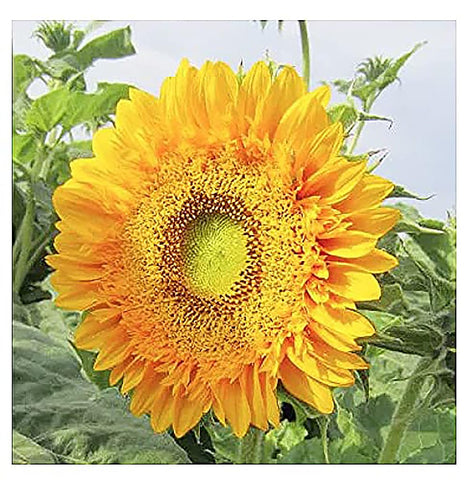 Marde Ross & Company Double Sun sunflowers petals close-up for vibrant borders.