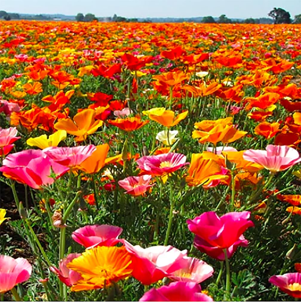 The Marde Ross drought-tolerant mix supports low-water borders.