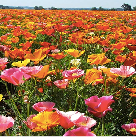 The Marde Ross drought-tolerant mix supports low-water borders.