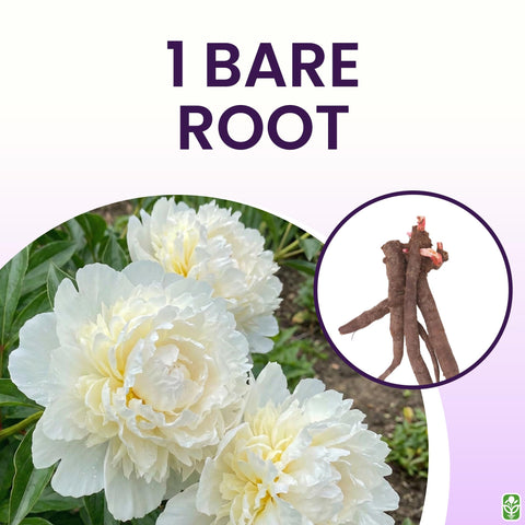 Marde Ross Duchess De Nemours bare root bulbs with 3-5 eyes for spring bloom.