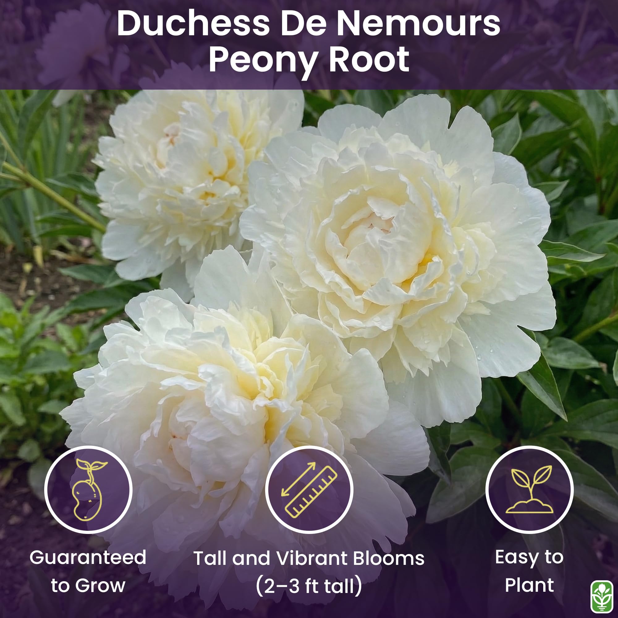 Marde Ross Duchess De Nemours bulbs for fragrant spring garden focal points.