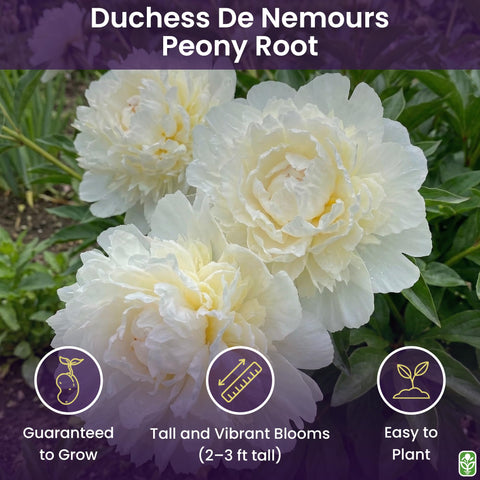 Marde Ross Duchess De Nemours bulbs for fragrant spring garden focal points.