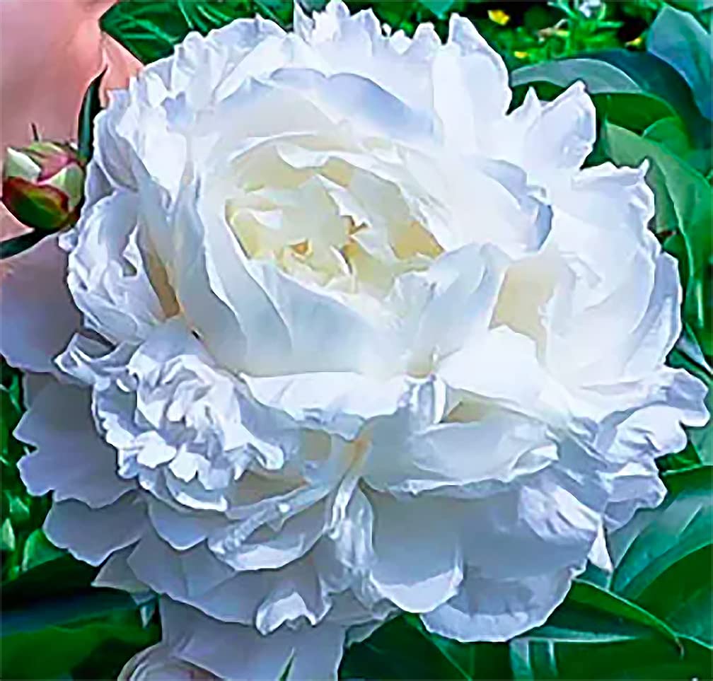 Marde Ross Duchess De Nemours peony with double white blooms for stunning borders.