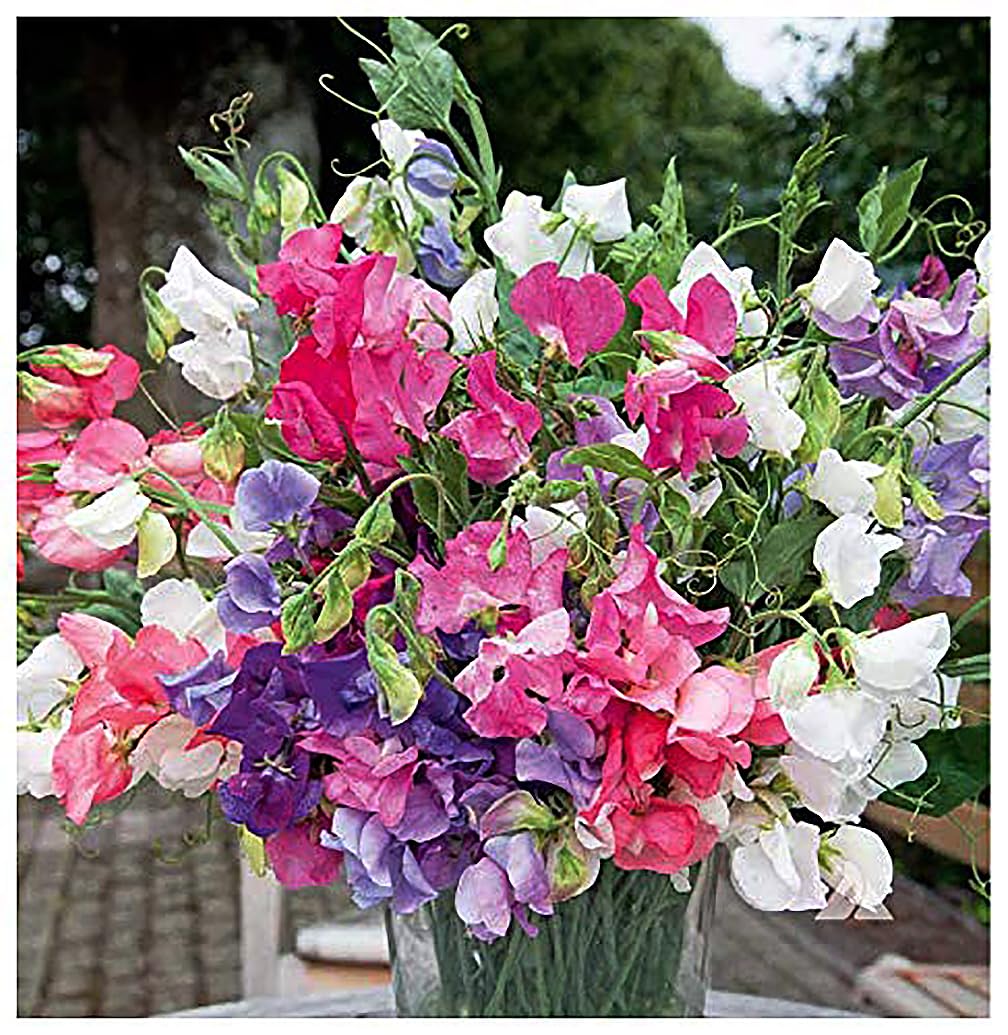 Marde Ross Dwarf Bijoux Sweet Pea seeds pack ready for container planting
