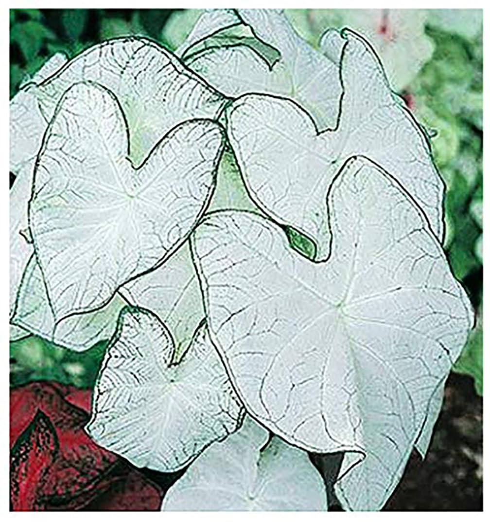 Marde Ross Fancy Leaf Caladium Moonlight bulbs ready for vibrant garden color.