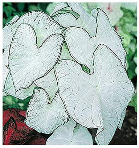 Marde Ross Fancy Leaf Caladium Moonlight bulbs ready for vibrant garden color.