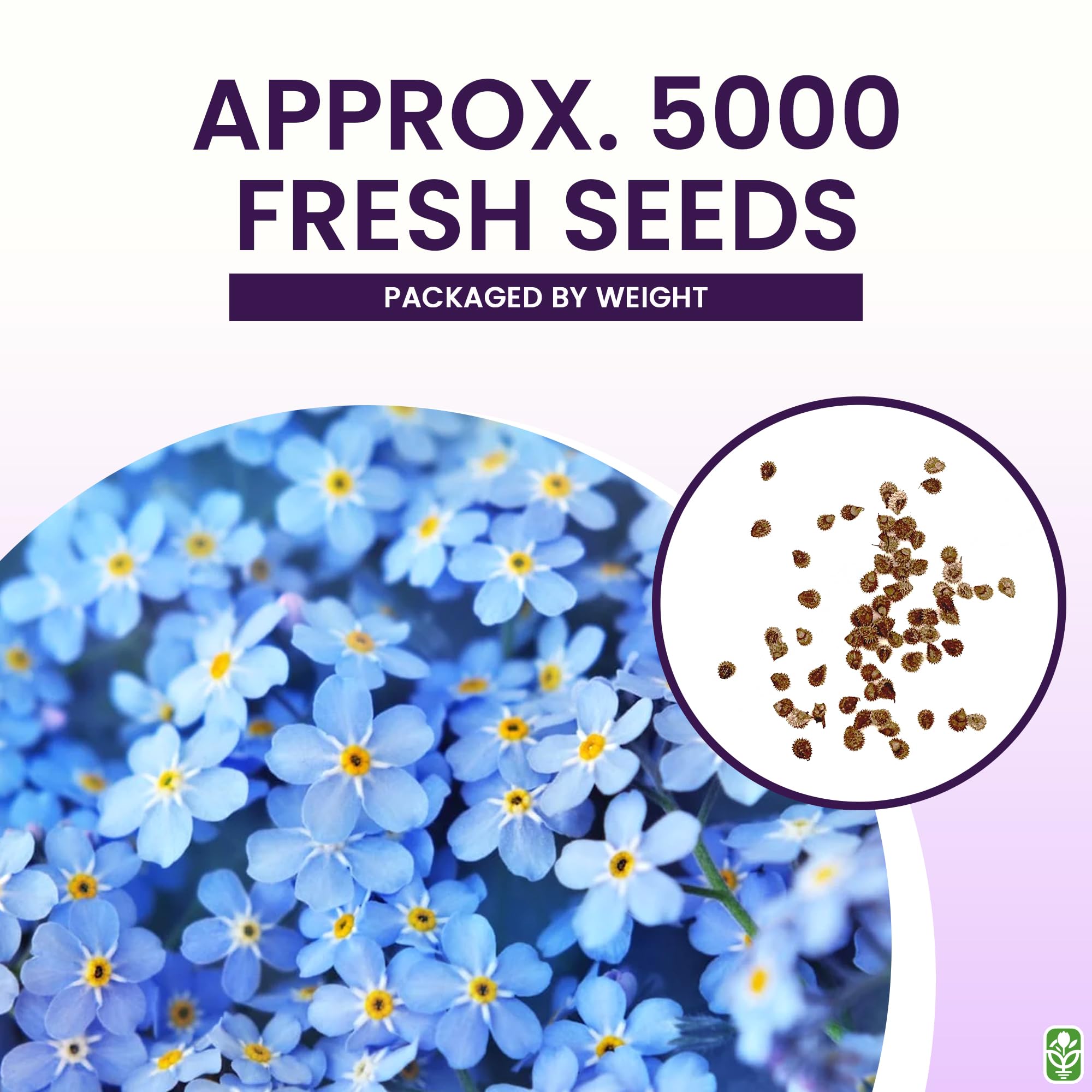 Marde Ross Forget Me Not seeds ready for fall or spring sowing.