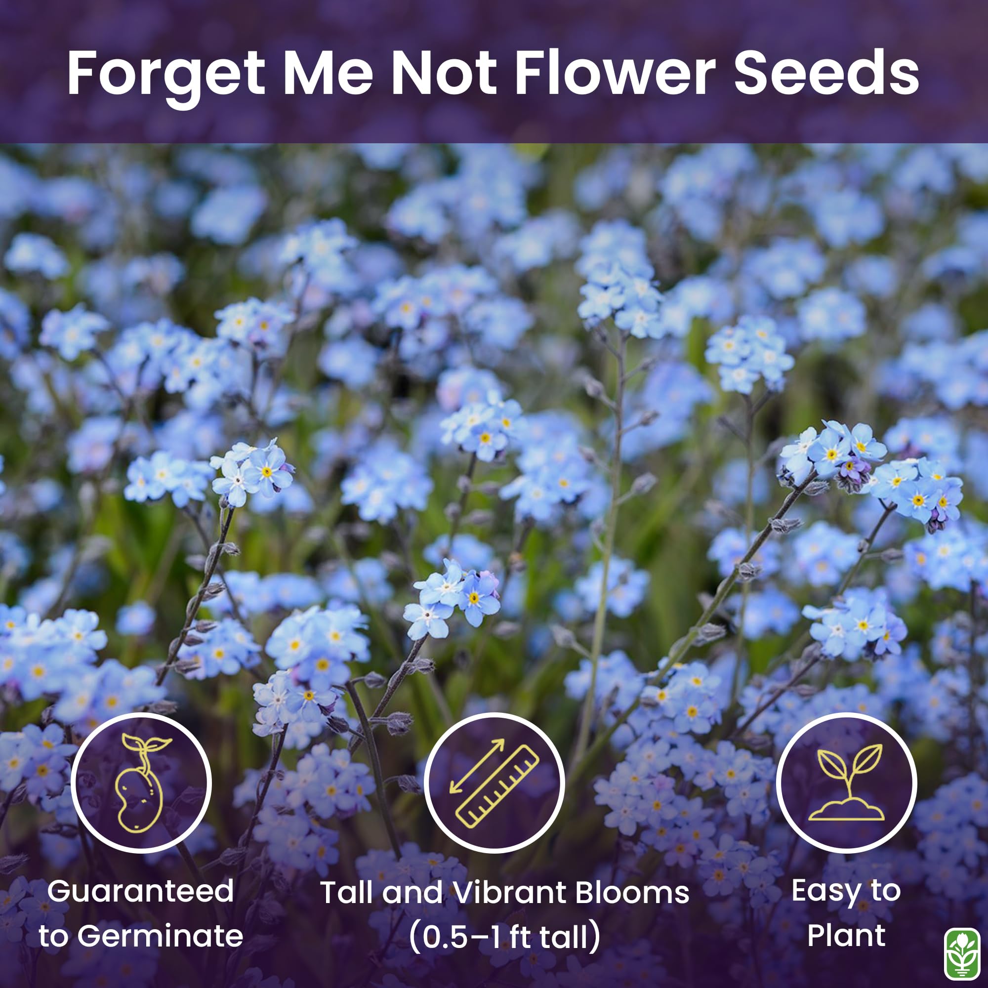 Marde Ross Forget Me Not seeds germination process highlights reliable start.