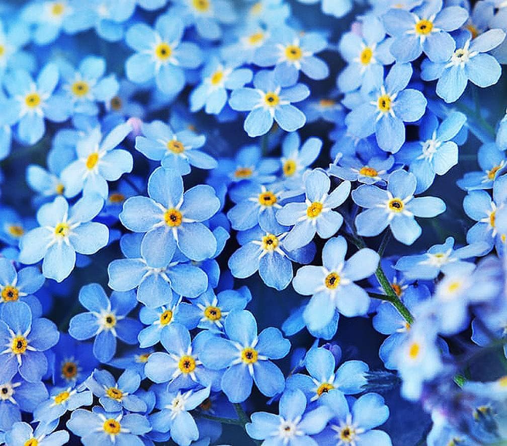 Marde Ross Forget Me Not seeds show sky-blue blooms ideal for borders.