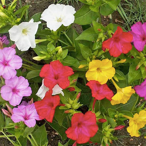 Four O’Clock colors in border settings attract pollinators by Marde Ross and Company