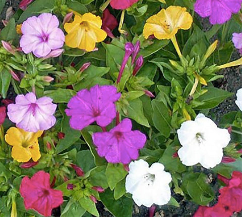 Marde Ross Four O'Clock fragrance adds evening garden ambiance.