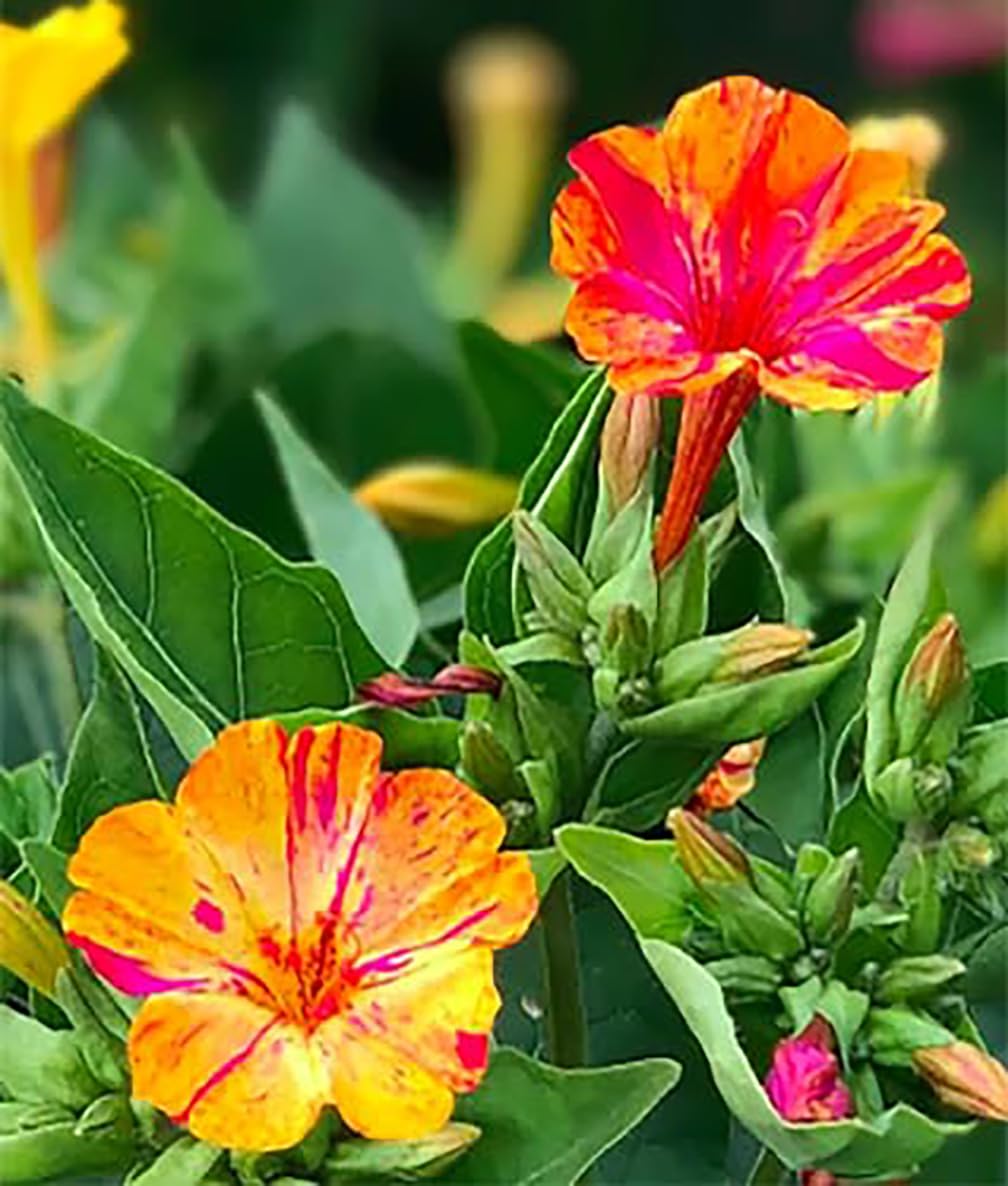 Marde Ross & Company Four O'Clock fragrant trumpet flowers open at dusk.