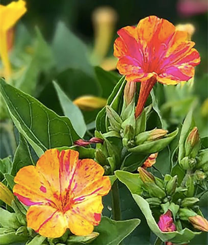 Marde Ross & Company Four O'Clock fragrant trumpet flowers open at dusk.