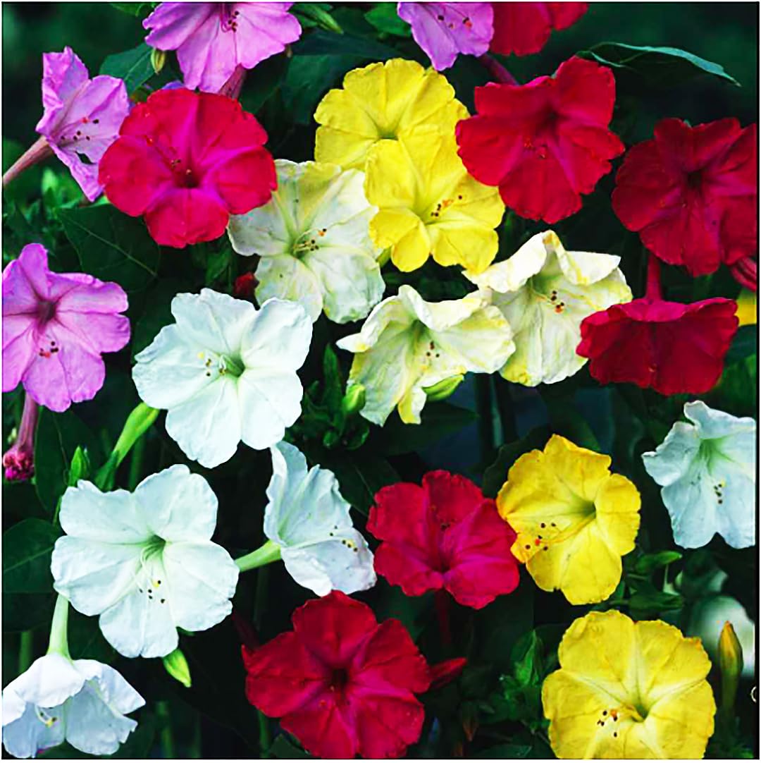 Fragrant Four O’Clock blooms at dusk in gardens by Marde Ross and Company