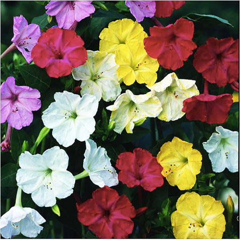 Fragrant Four O’Clock blooms at dusk in gardens by Marde Ross and Company
