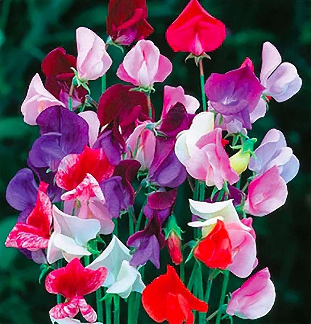 Marde Ross fragrant sweet pea seeds pack for a scented garden.