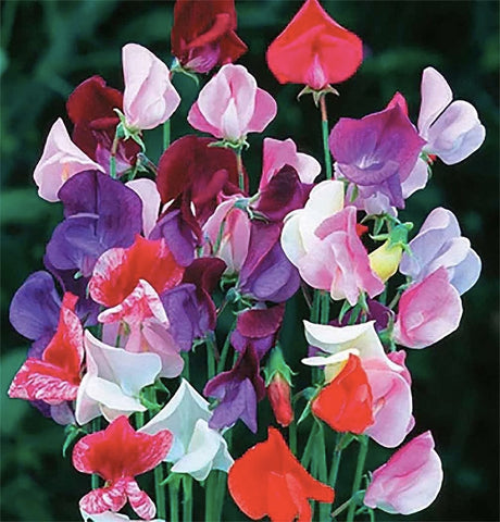 Marde Ross fragrant sweet pea seeds pack for a scented garden.