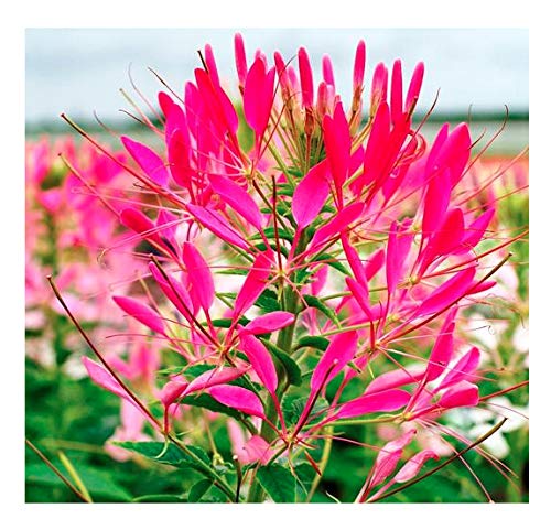 Non-GMO and neonicotinoid-free seeds for garden safety.