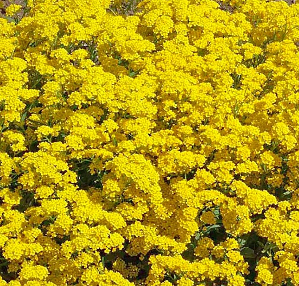 Alyssum seeds thrive in full sun to partial shade in well-drained soil.