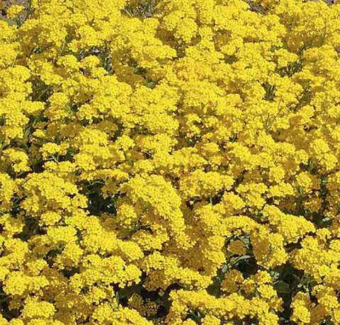 Alyssum seeds thrive in full sun to partial shade in well-drained soil.