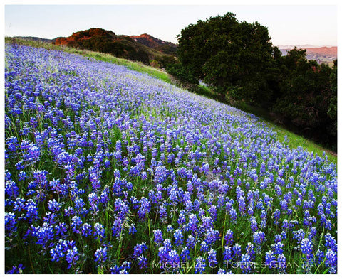 Marde Ross garden bed planting with mixed wildflowers seeds