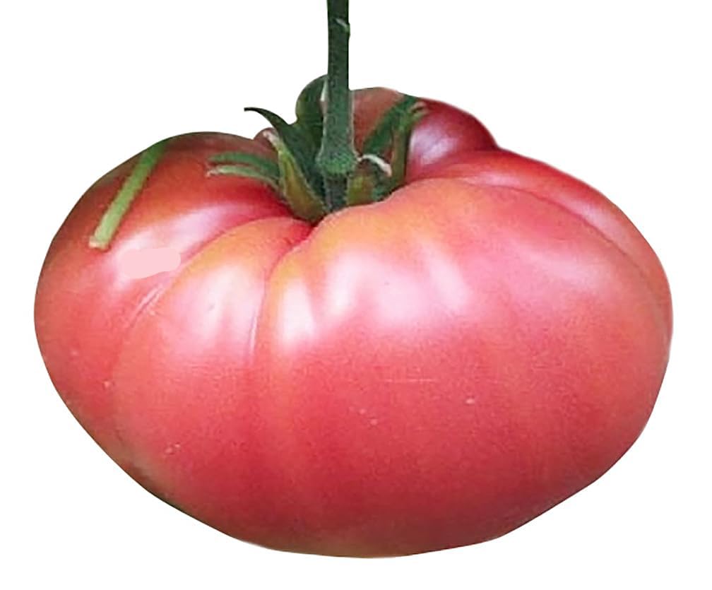 Marde Ross German Johnson seed pack ready for planting in home gardens, great for large, flavorful tomatoes.