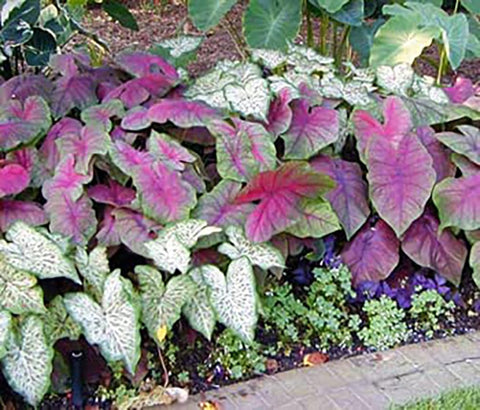 Marde Ross giant Moonlight caladium roots for long-lasting outdoor beauty.