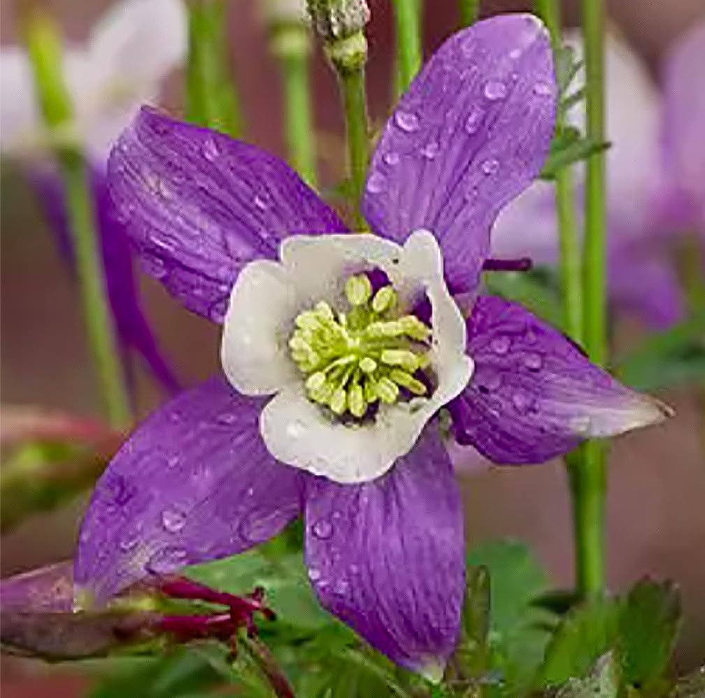 McKana Giant Columbine plant tall bloom reaching up to 32 inches in sun.