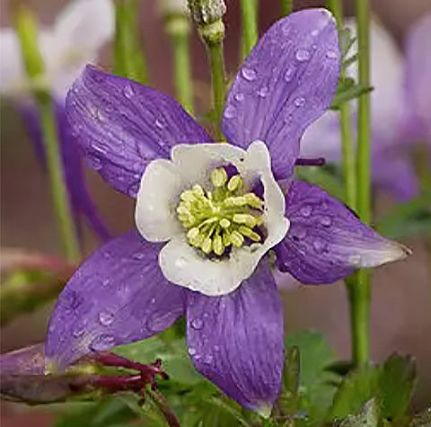 McKana Giant Columbine plant tall bloom reaching up to 32 inches in sun.