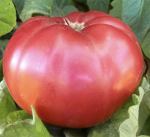Marde Ross Giant Pink Belgium seeds front view for home gardeners—heirloom quality