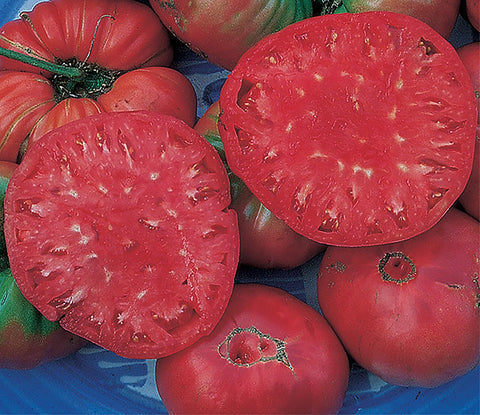 Marde Ross Giant Pink Belgium tomato fruit showcases enormous size and mild sweetness