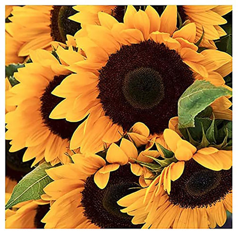 Marde Ross Giant Sunflower Seeds for bold blooms and pollinator support