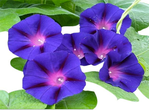 Marde Ross Grandpa OTT blooms feature magenta stars at the throat.
