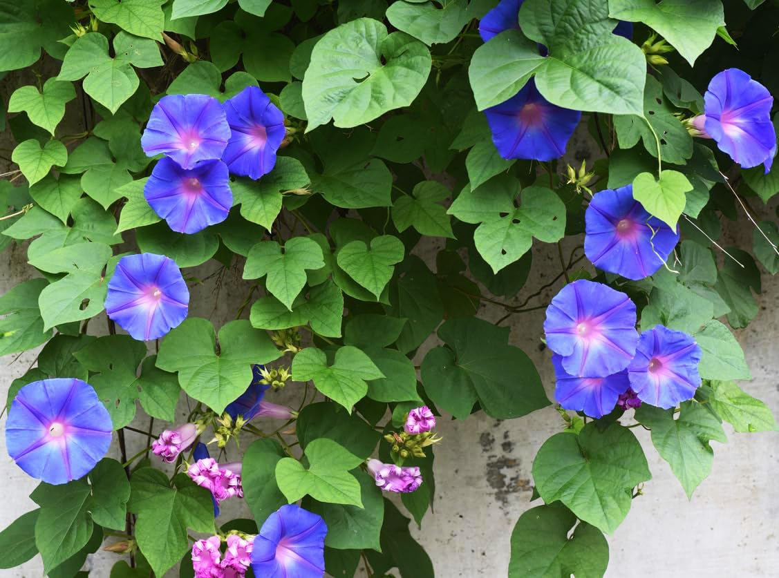 Marde Ross Grandpa OTT seeds produce purple morning blooms for cottage gardens.