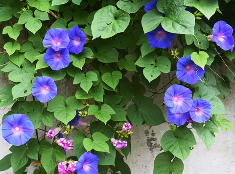 Marde Ross Grandpa OTT seeds produce purple morning blooms for cottage gardens.