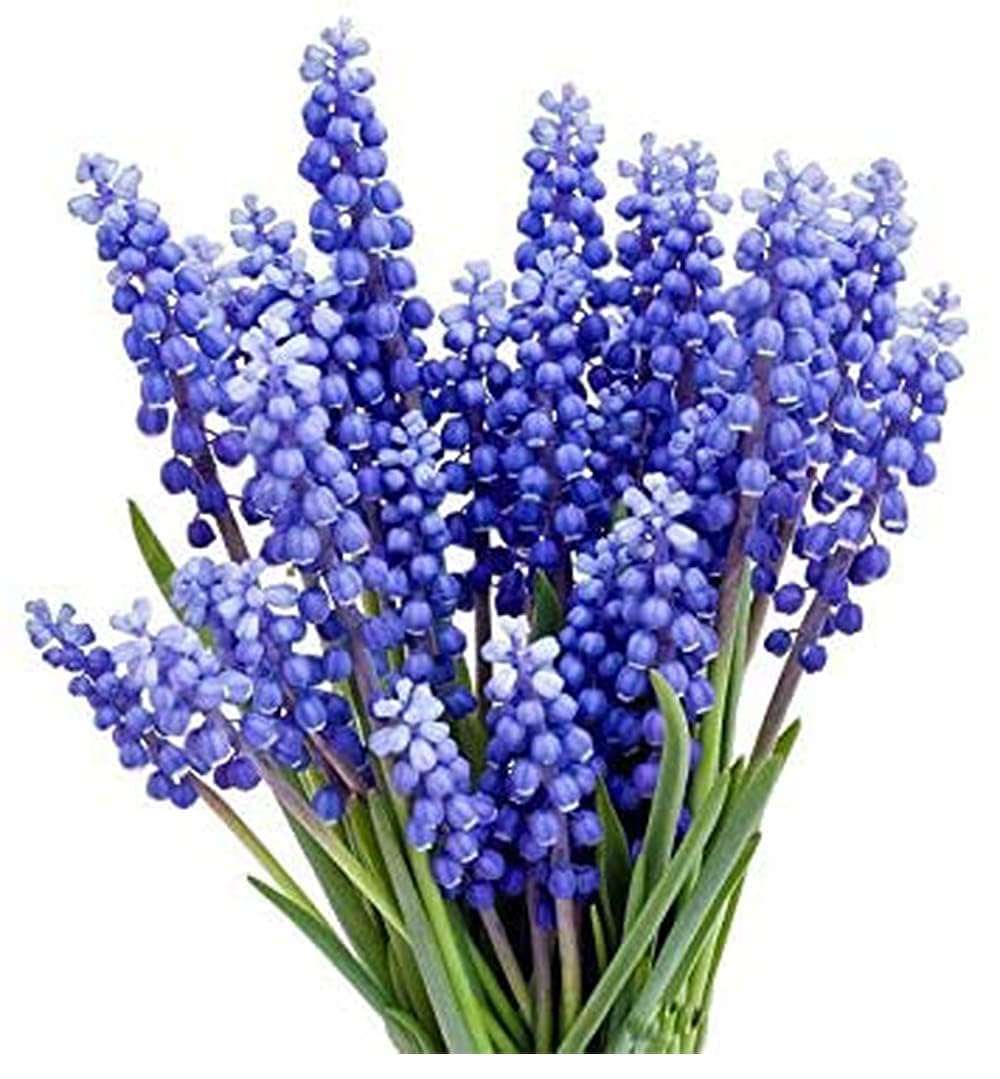 Marde Ross & Company Muscari Armeniacum bulbs ready for fall planting.