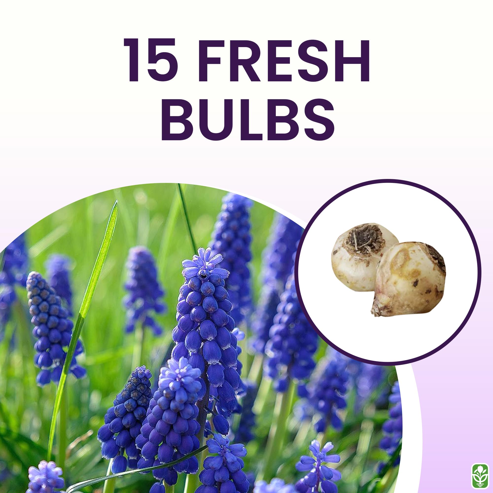 Marde Ross & Company Muscari Armeniacum bulbs for borders and pathways.
