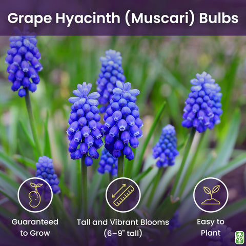 Marde Ross & Company grape hyacinth bulbs form dense blue blooms for spring color.