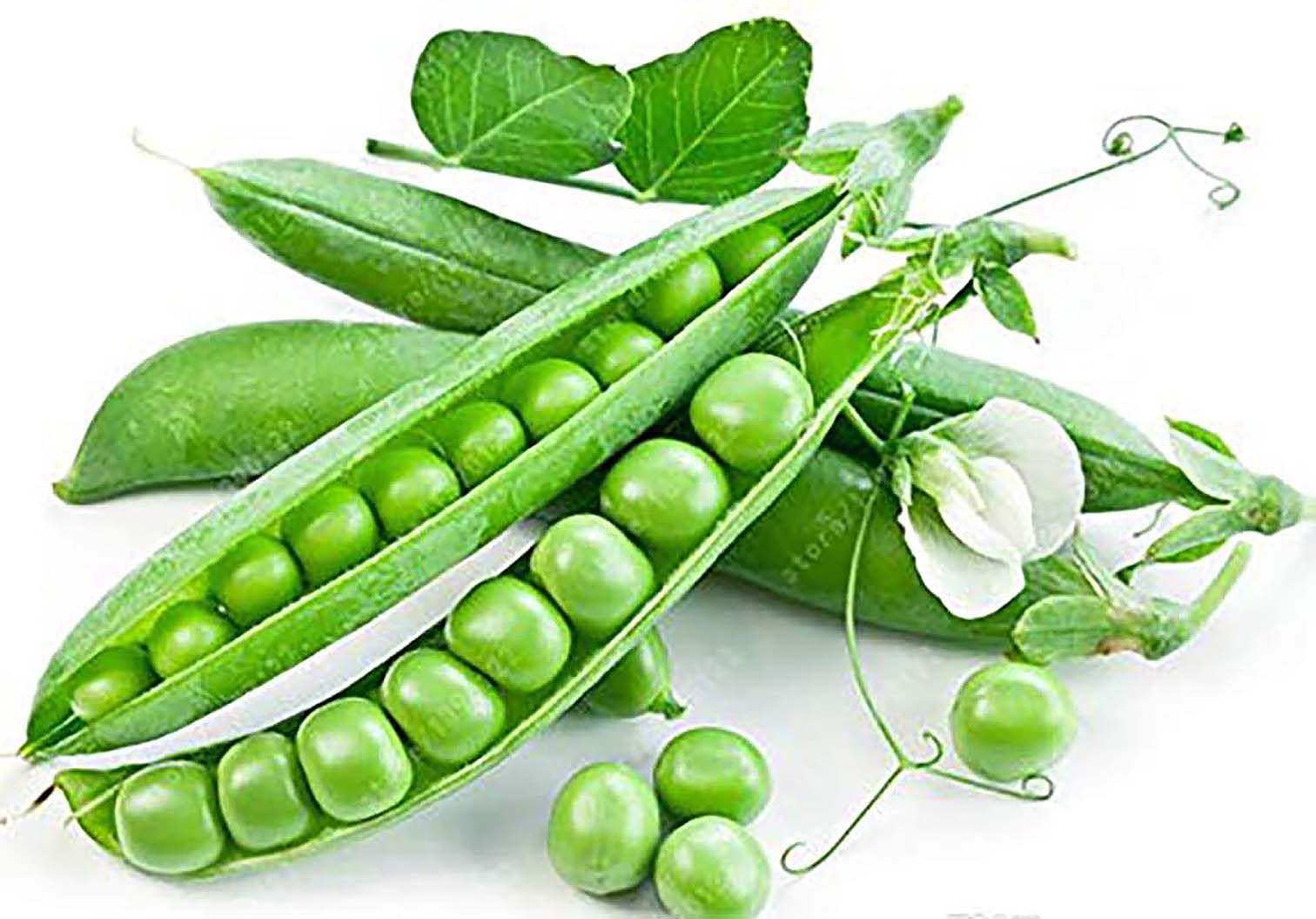 Marde Ross Green Arrow peas seed pod close-up for fresh, sweet flavor