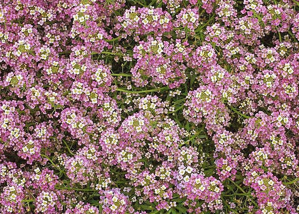 Marde Ross ground-cover alyssum seeds suitable for sun or shade.